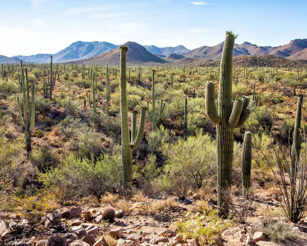 Saguaro