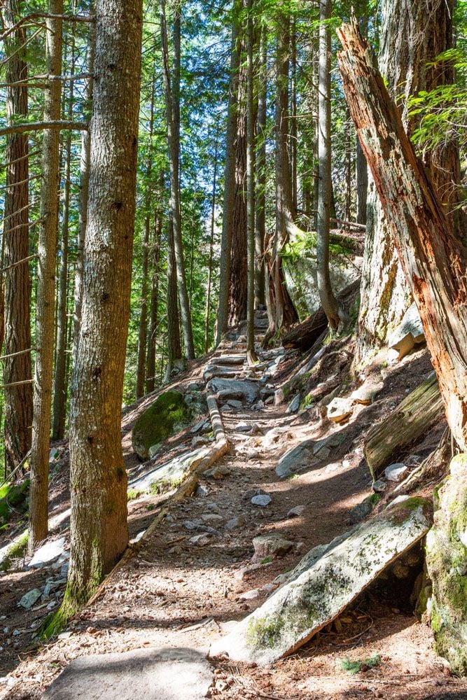 Forest Trail