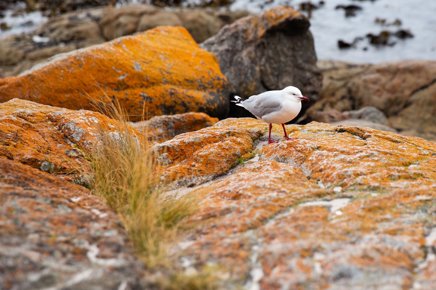 Seagull