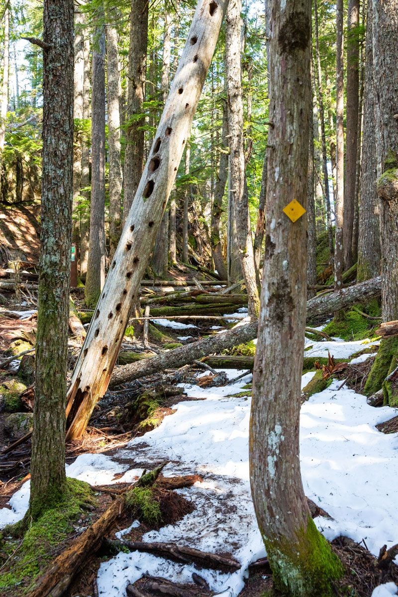 Snow on Trail