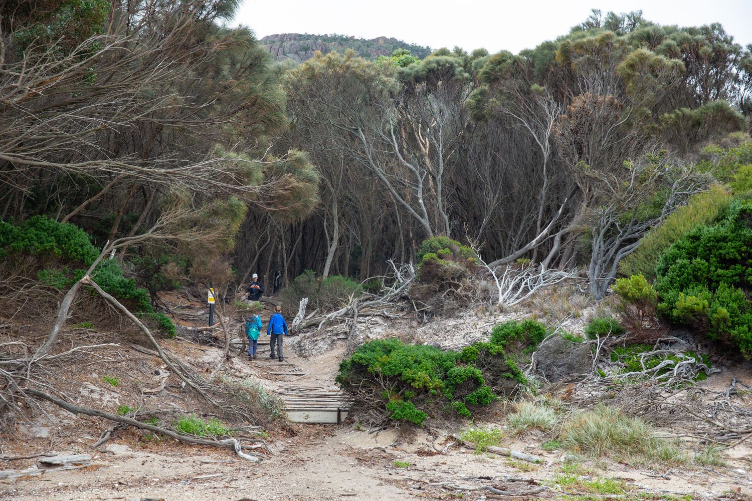 Tasmania Forest