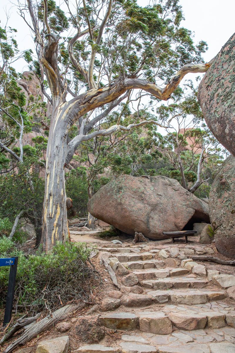 Trail to Wineglass Bay Beach