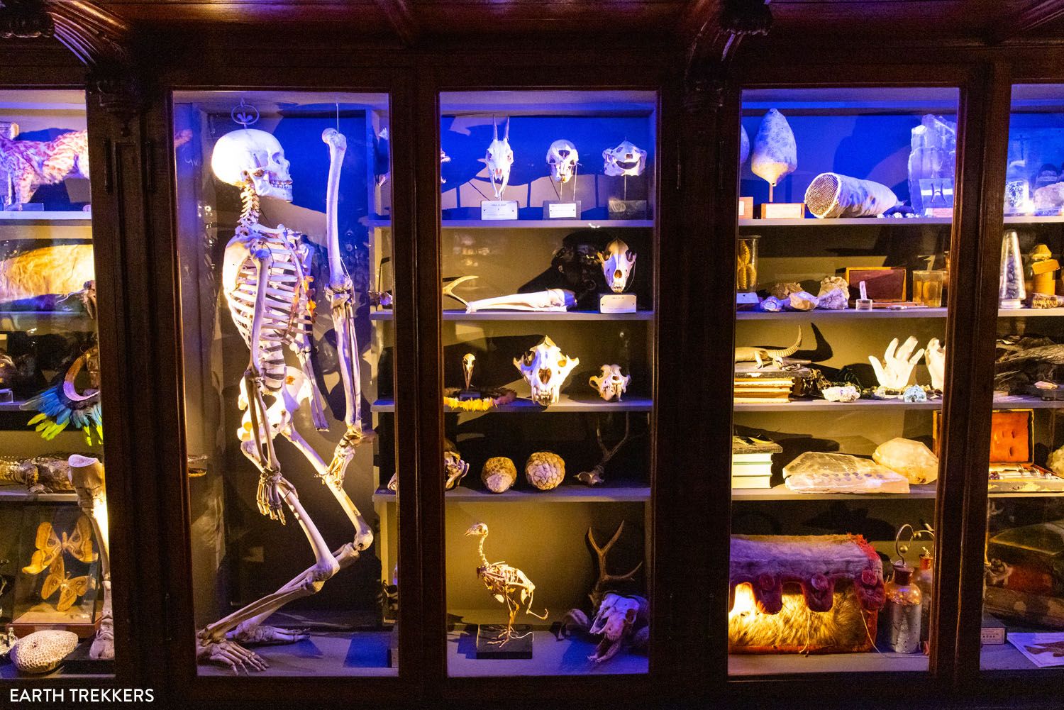 Cabinet of Curiosities Coimbra University