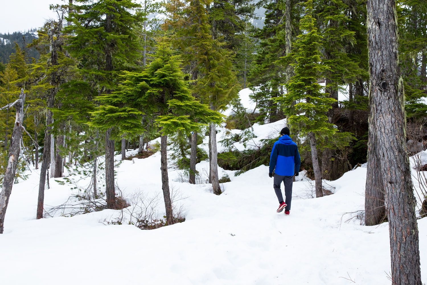 Panorama Trail Squamish