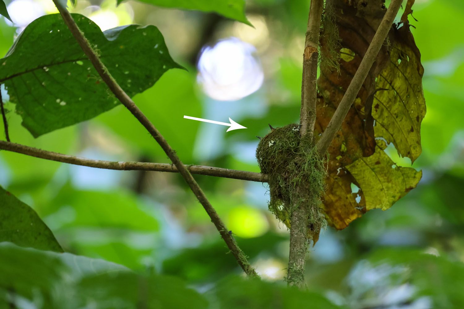 Baby Hummingbird Beaks