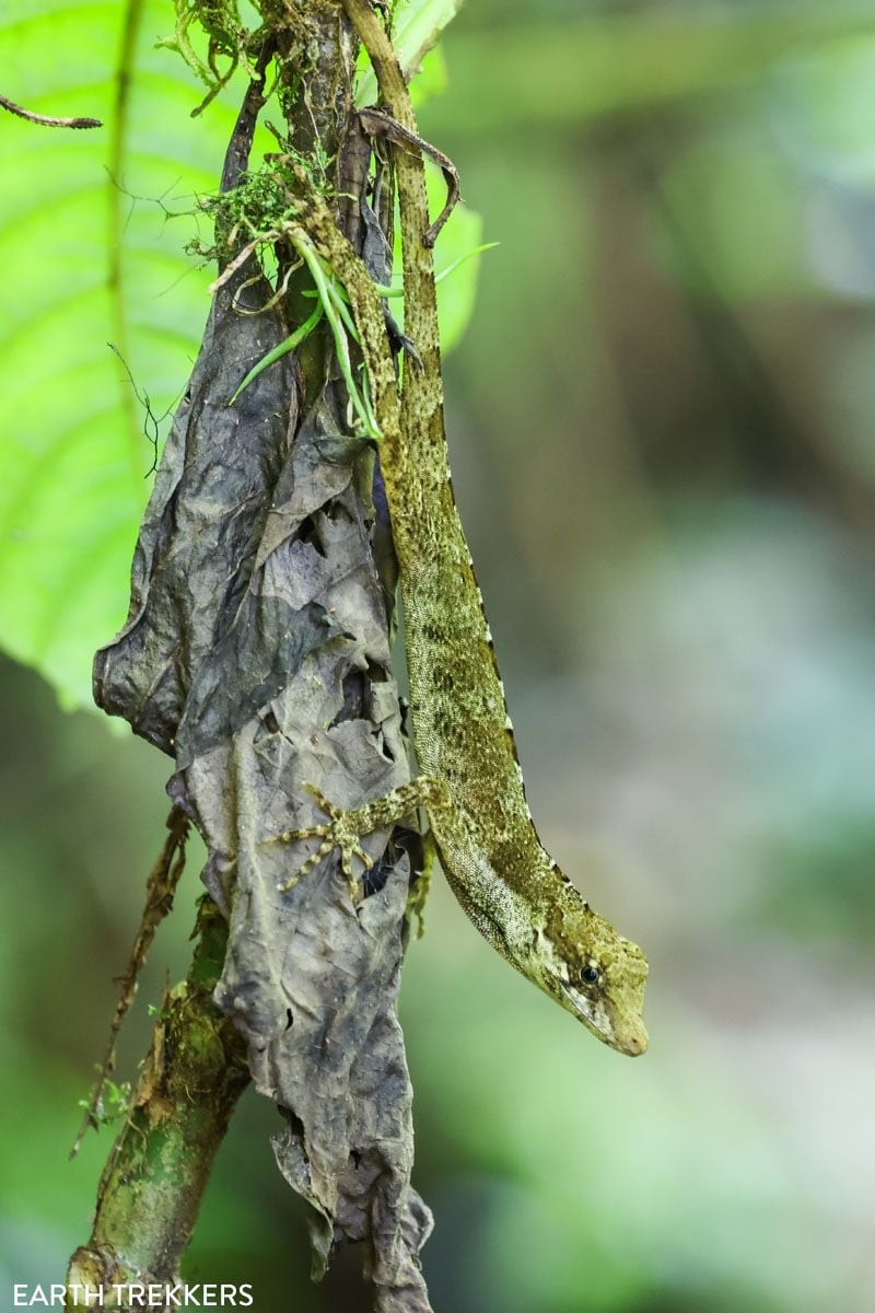 Blue Eyed Anole