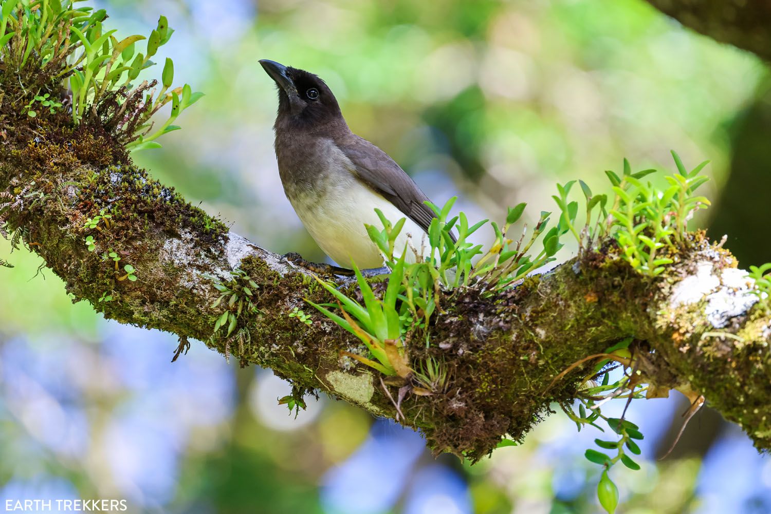 Brown Jay