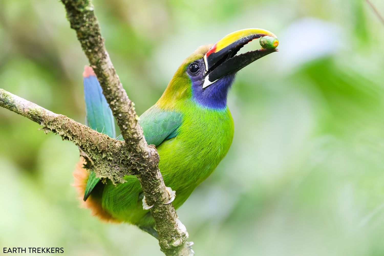 Emerald Toucanet Costa Rica