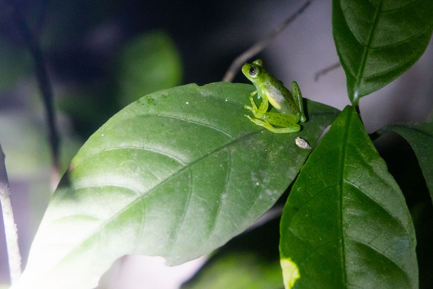 Fleischman Glass Frog