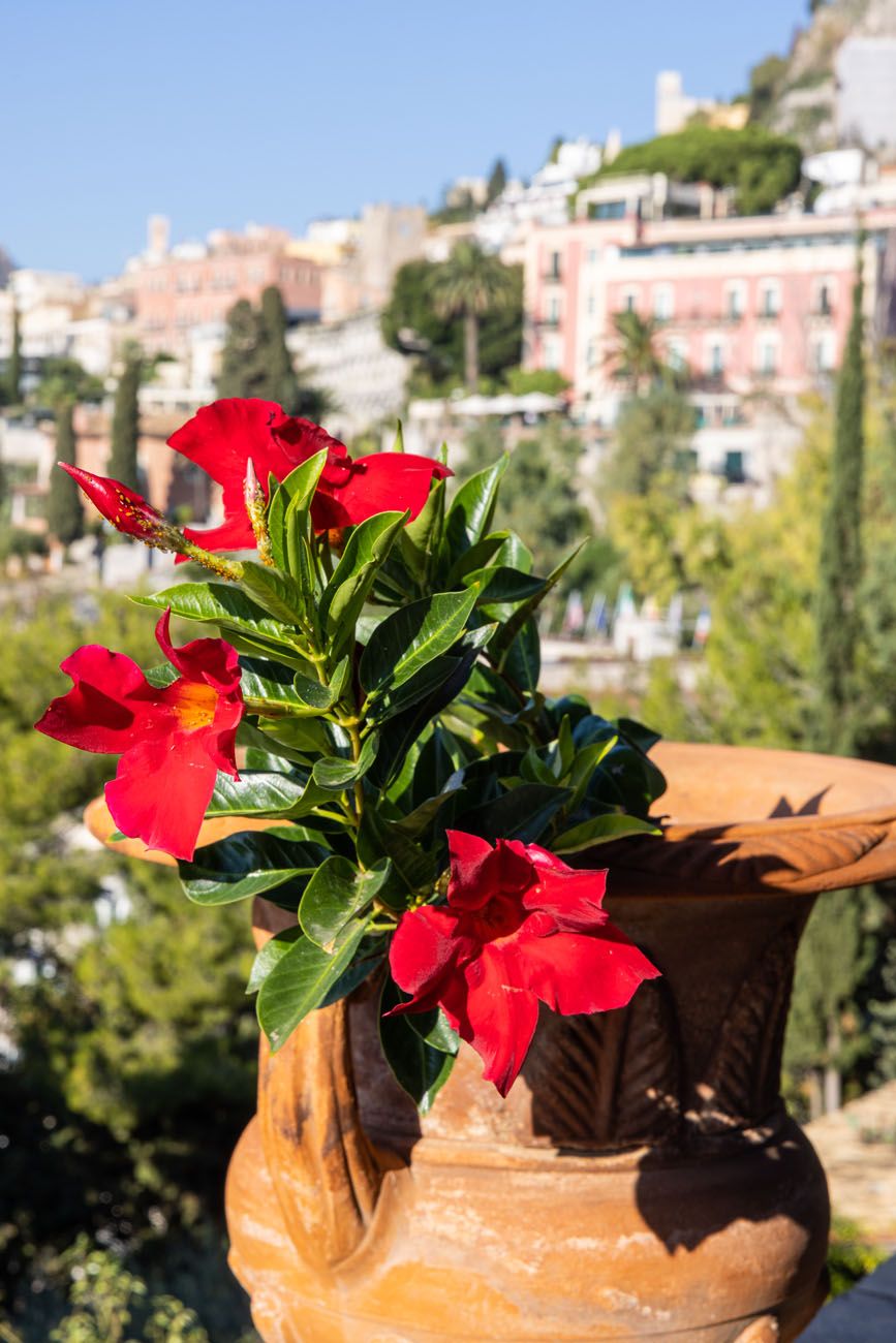 Flowers in Taormina