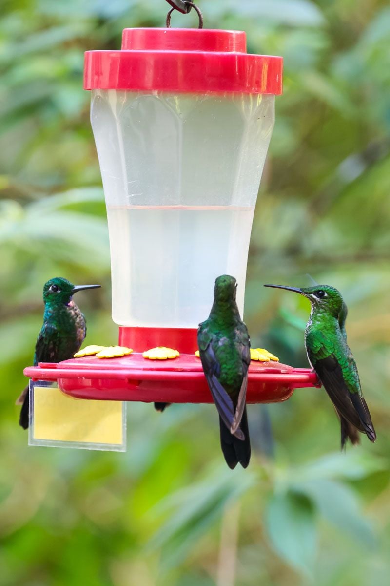 Hummingbirds Monteverde