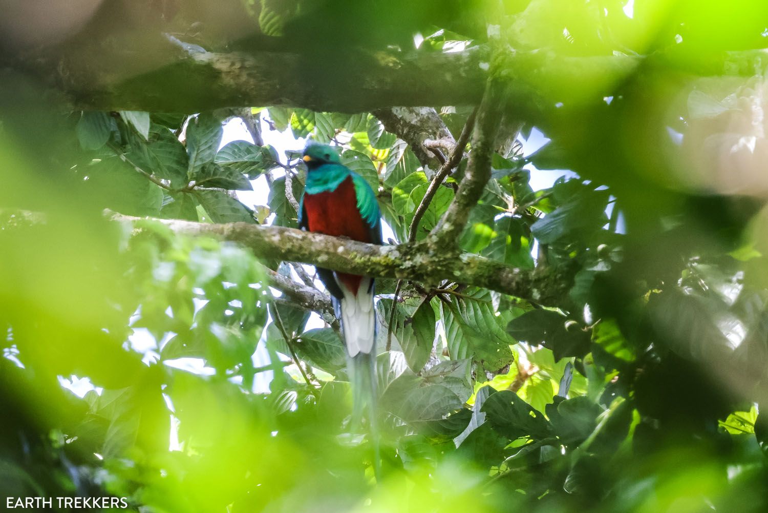 Male Resplendent Quetzal