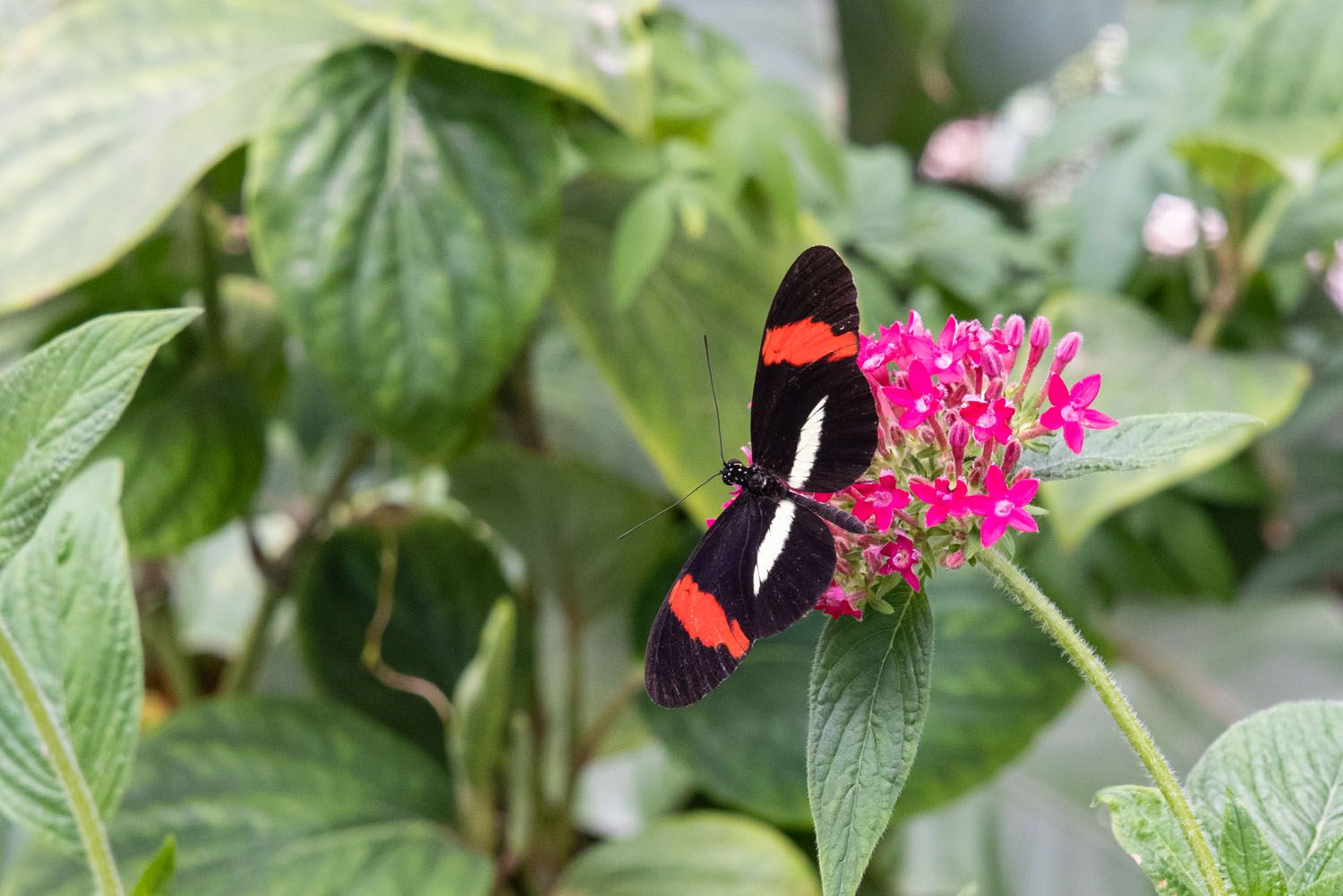 Monteverde Butterfly Garden