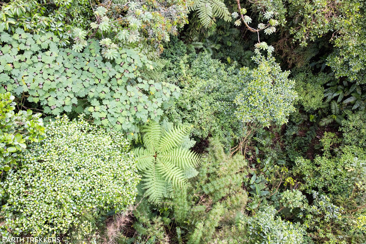 Monteverde Cloud Forest Photo