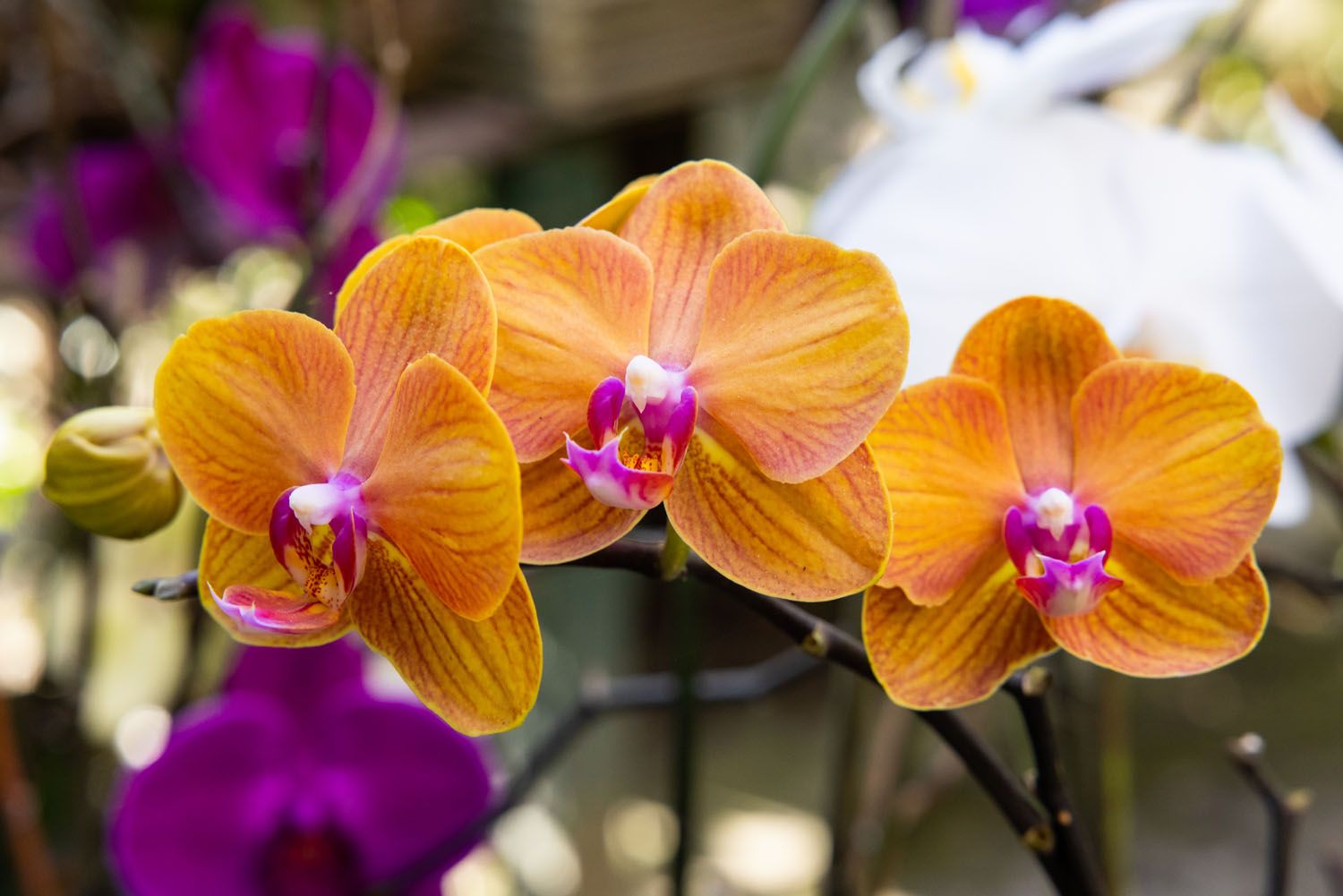 Monteverde Orchid Garden