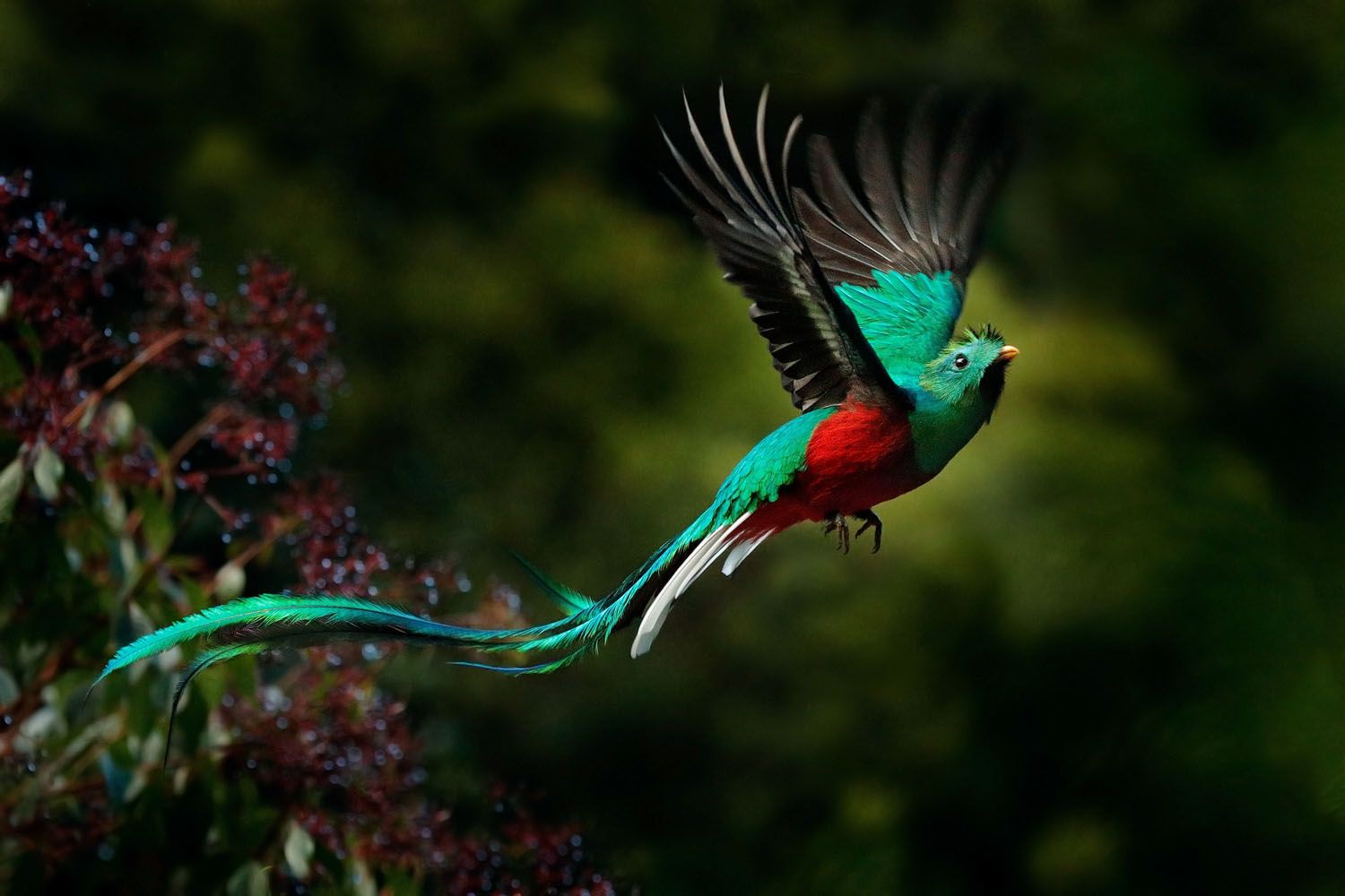 Quetzal in Monteverde