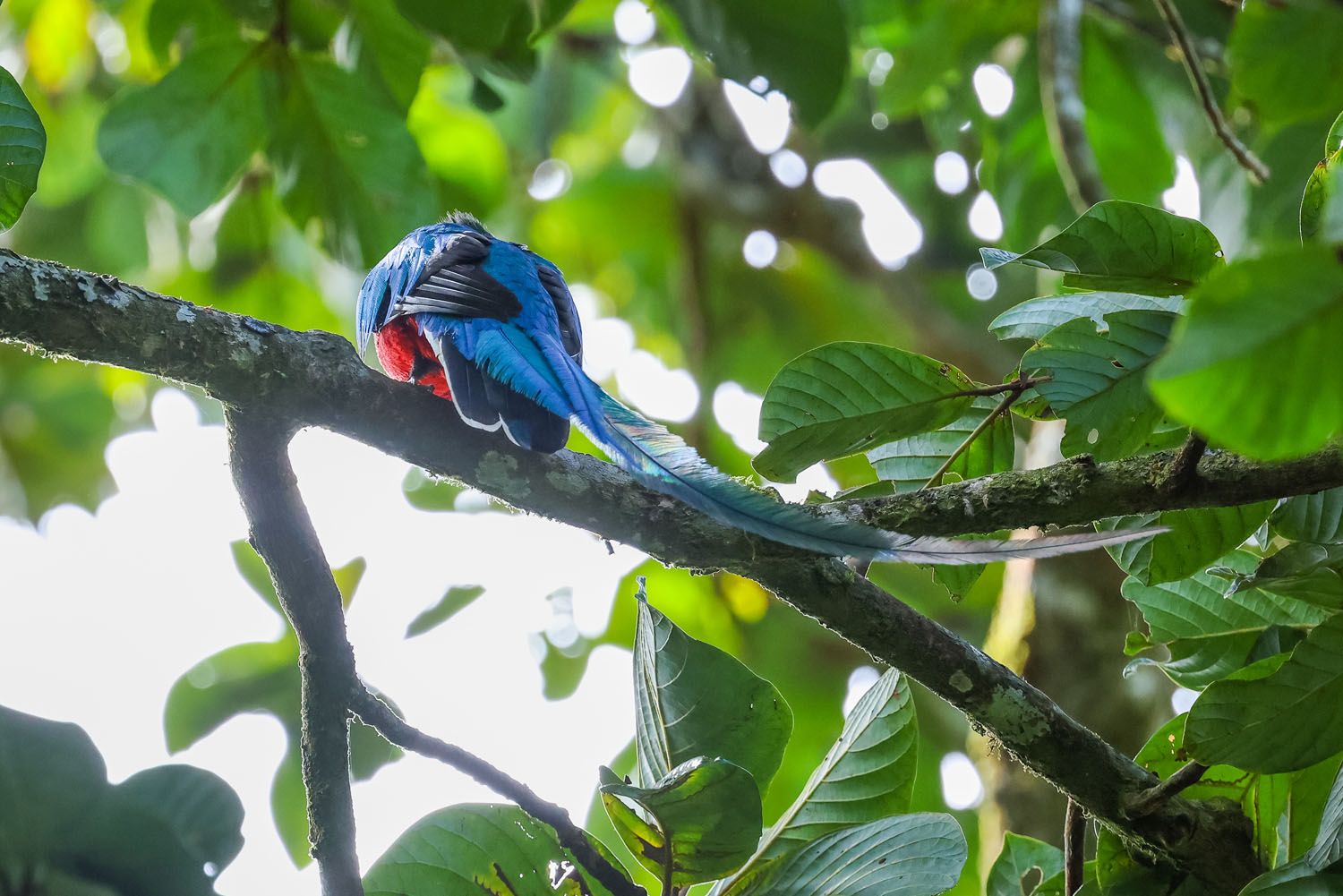 Resplendent Quetzal Feathers