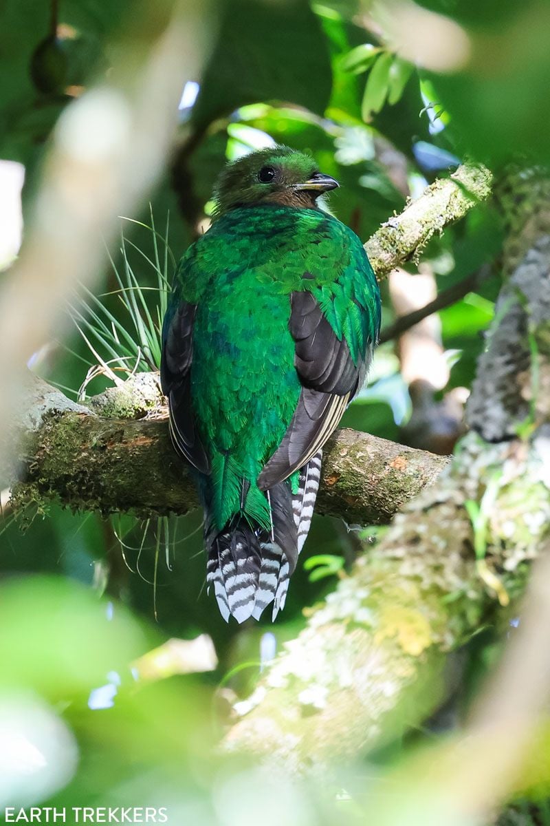 Resplendent Quetzal Female