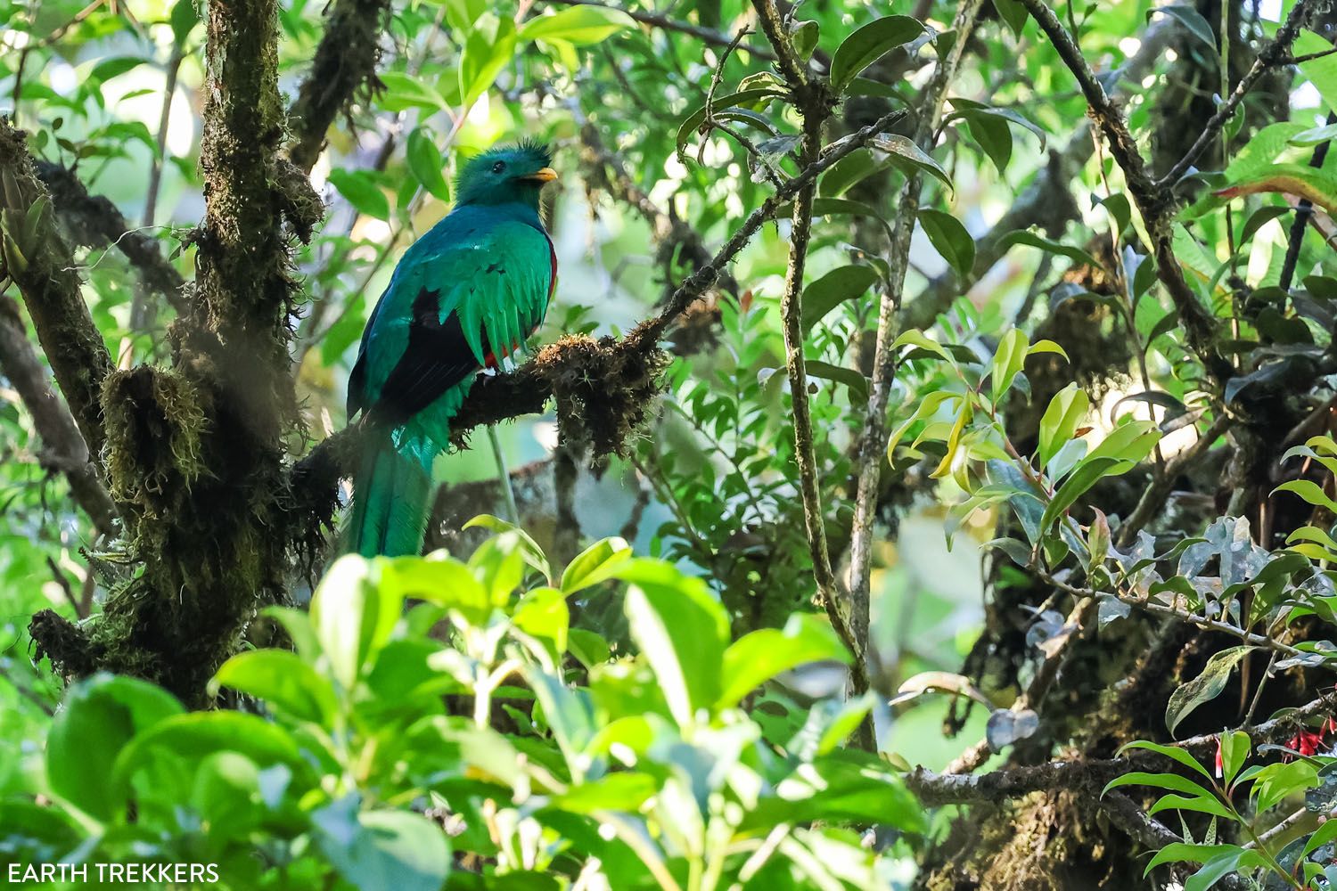 Resplendent Quetzal Male