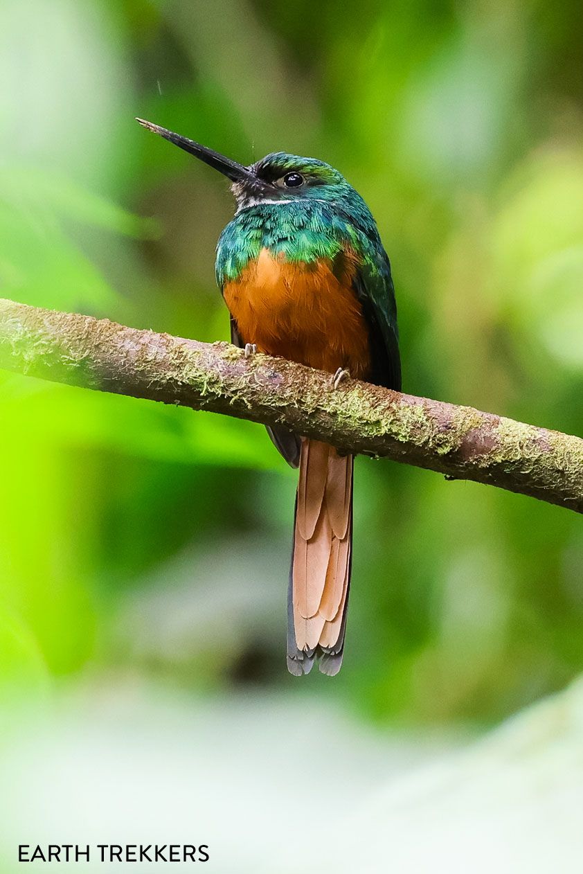 Rufous Tailed Jacamar Costa Rica