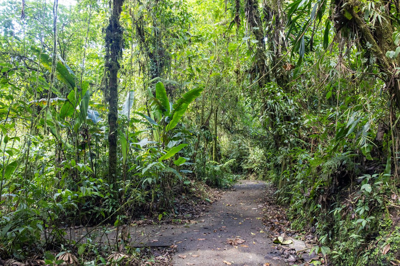 Santa Elena Cloud Forest Trail