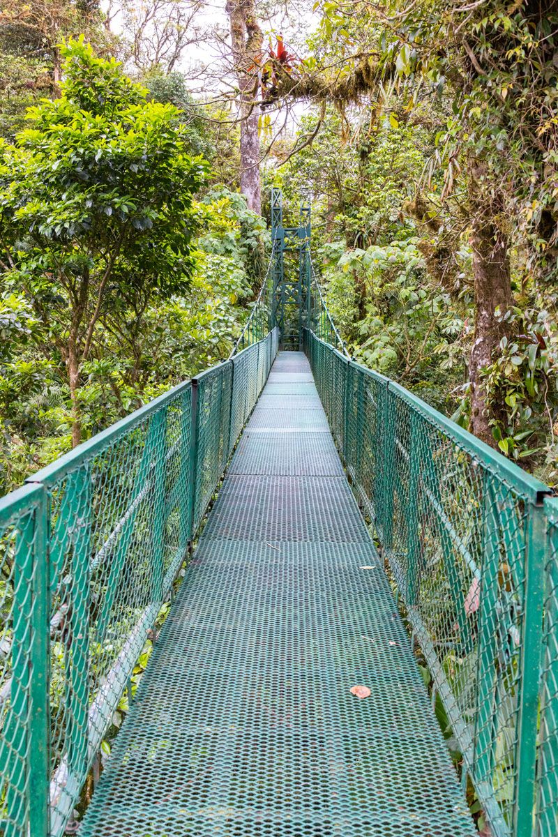 Selvatura Hanging Bridges