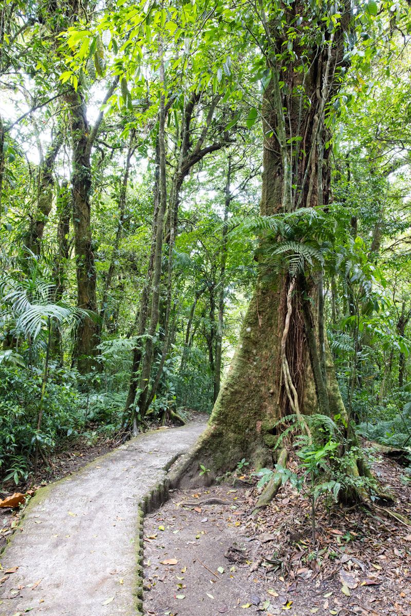 Selvatura Walking Trail